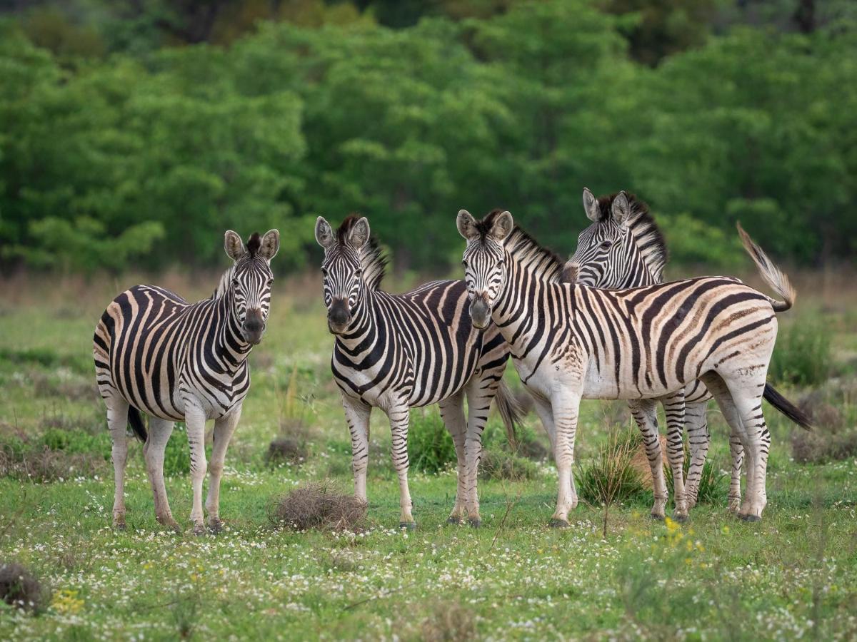 Sofala Lodge Mokopane Zewnętrze zdjęcie