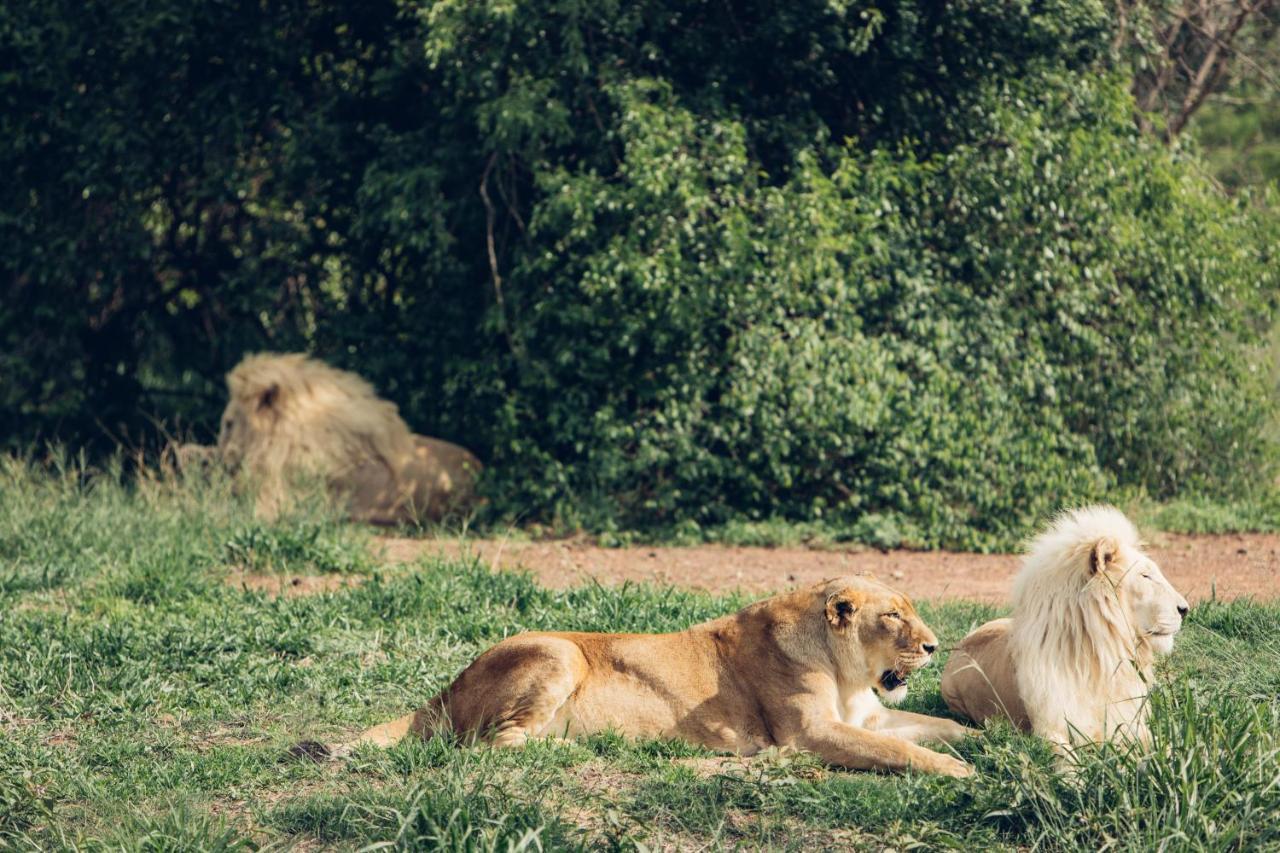 Sofala Lodge Mokopane Zewnętrze zdjęcie