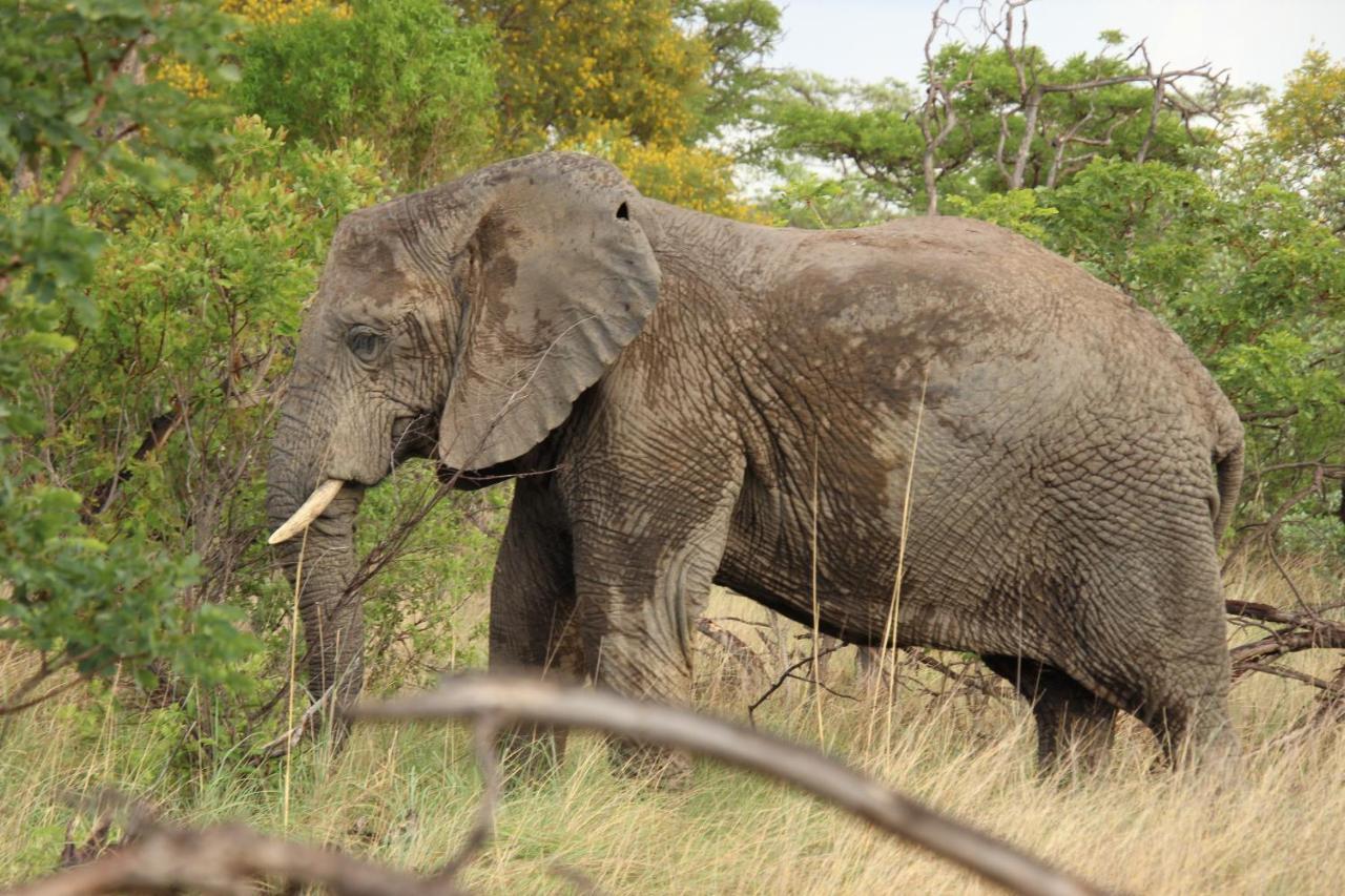 Sofala Lodge Mokopane Zewnętrze zdjęcie