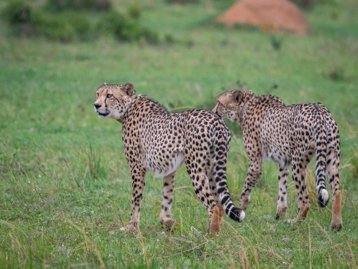 Sofala Lodge Mokopane Zewnętrze zdjęcie